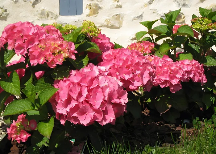 Manoir Du Petit Saint-pierre לינה וארוחת בוקר 4*